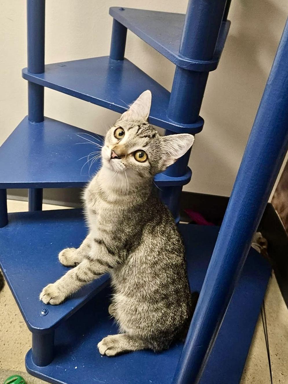 Splash Zone, a ADOPTABLE Domestic Short Hair in Apex, NC image 5/6