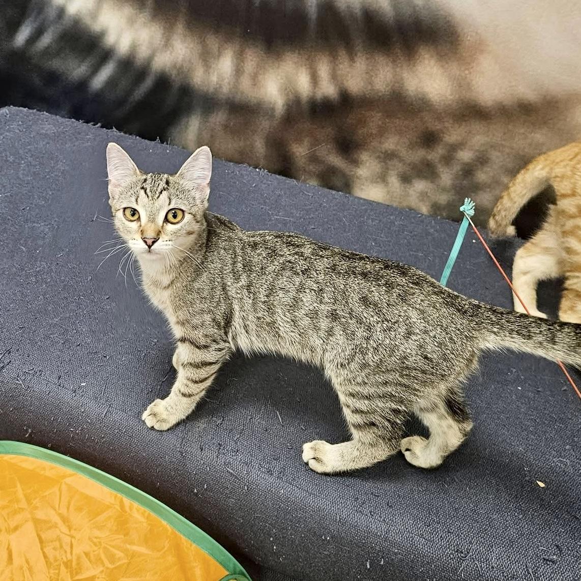 Splash Zone, a ADOPTABLE Domestic Short Hair in Apex, NC image 6/6