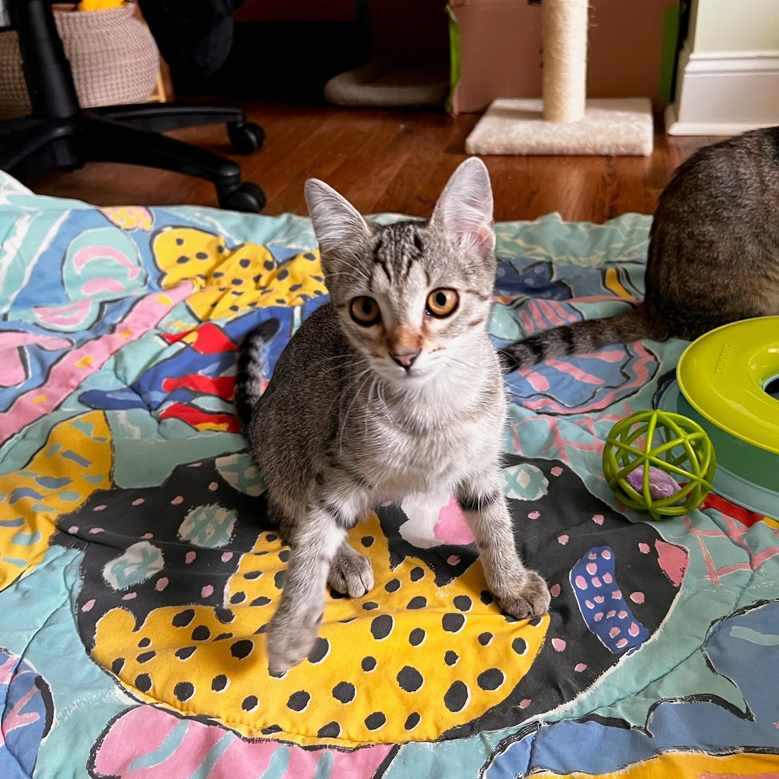 Splash Zone, a ADOPTABLE Domestic Short Hair in Apex, NC image 3/6