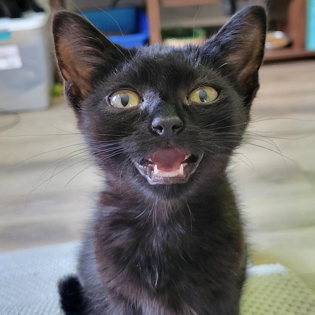 Buttercup, Adoptable, Kitten Female Domestic Short Hair.