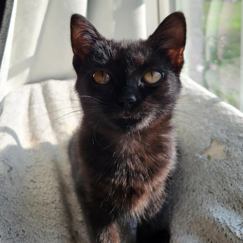 Enlarge Buttercup, a Adoptable Domestic Short Hair in Nashville, IN image 2/6
