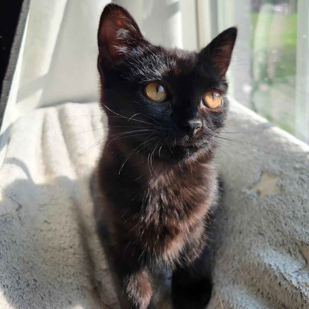 Enlarge Buttercup, a Adoptable Domestic Short Hair in Nashville, IN image 3/6