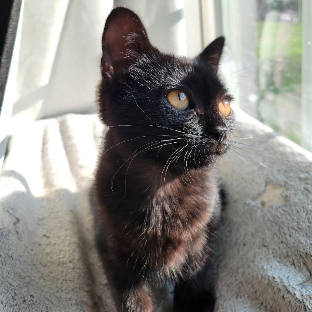 Enlarge Buttercup, a Adoptable Domestic Short Hair in Nashville, IN image 4/6