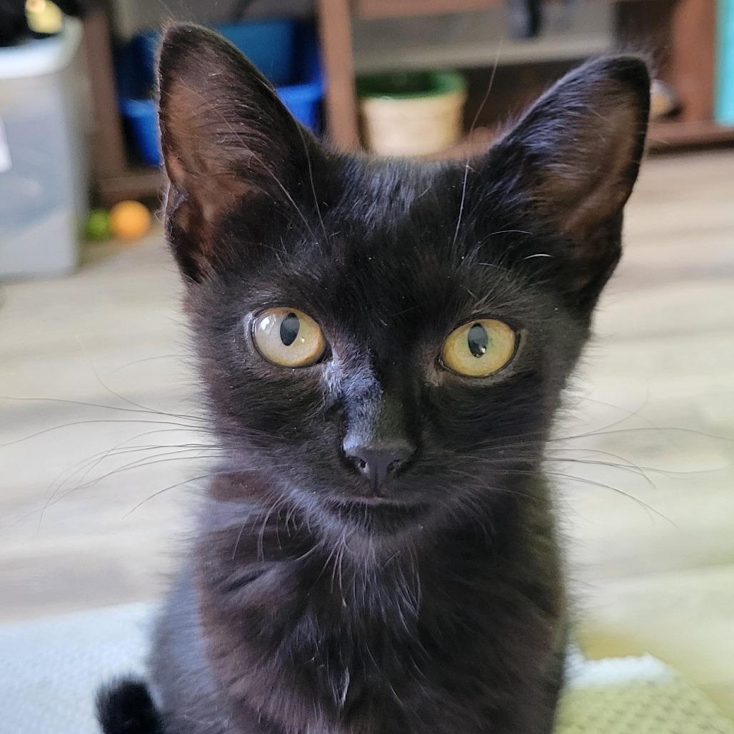 Enlarge Buttercup, a Adoptable Domestic Short Hair in Nashville, IN image 5/6