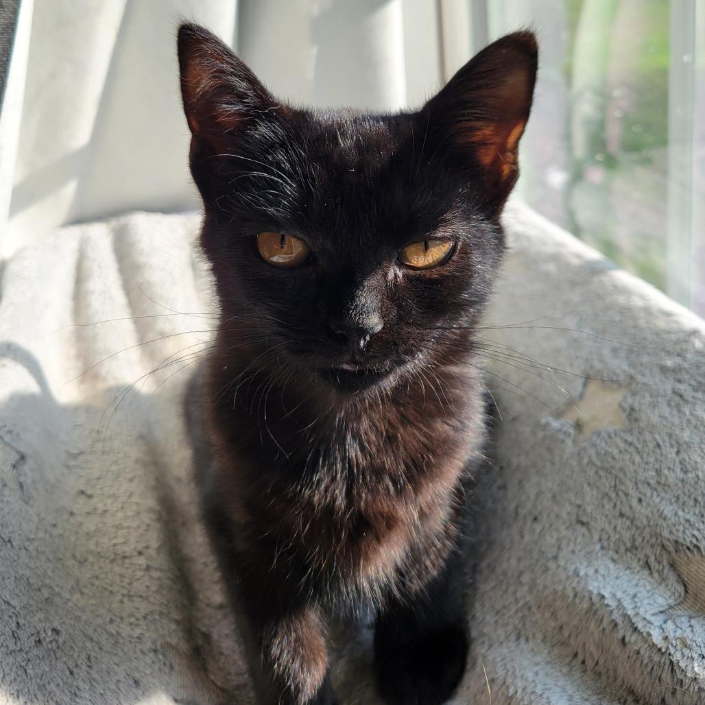 Enlarge Buttercup, a Adoptable Domestic Short Hair in Nashville, IN image 6/6