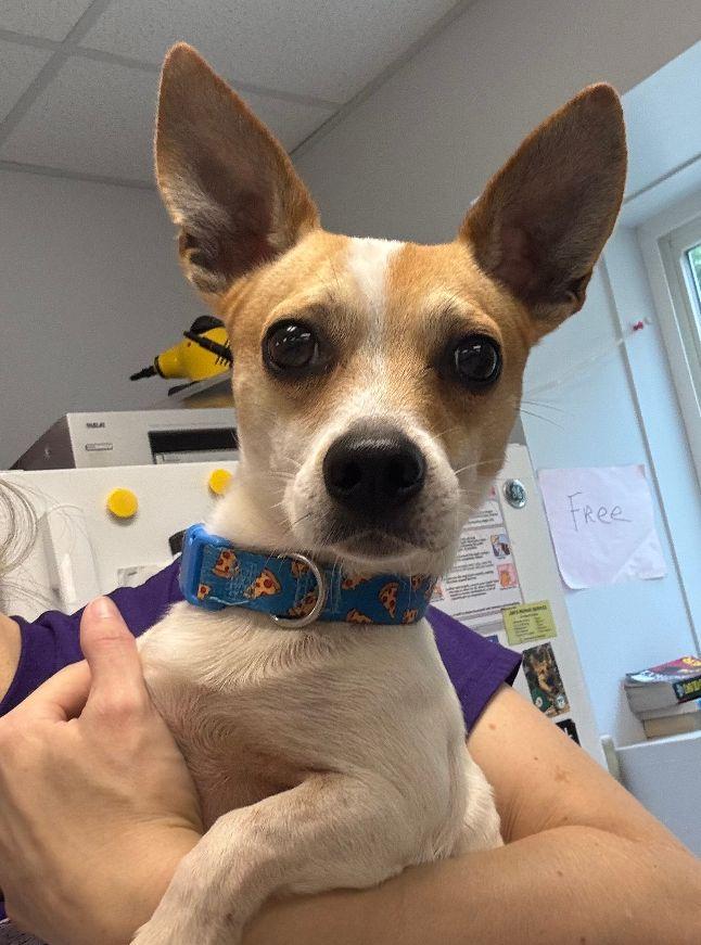 Enlarge Fig, a Adoptable mixed breed in Carneys Point, NJ image 2/6