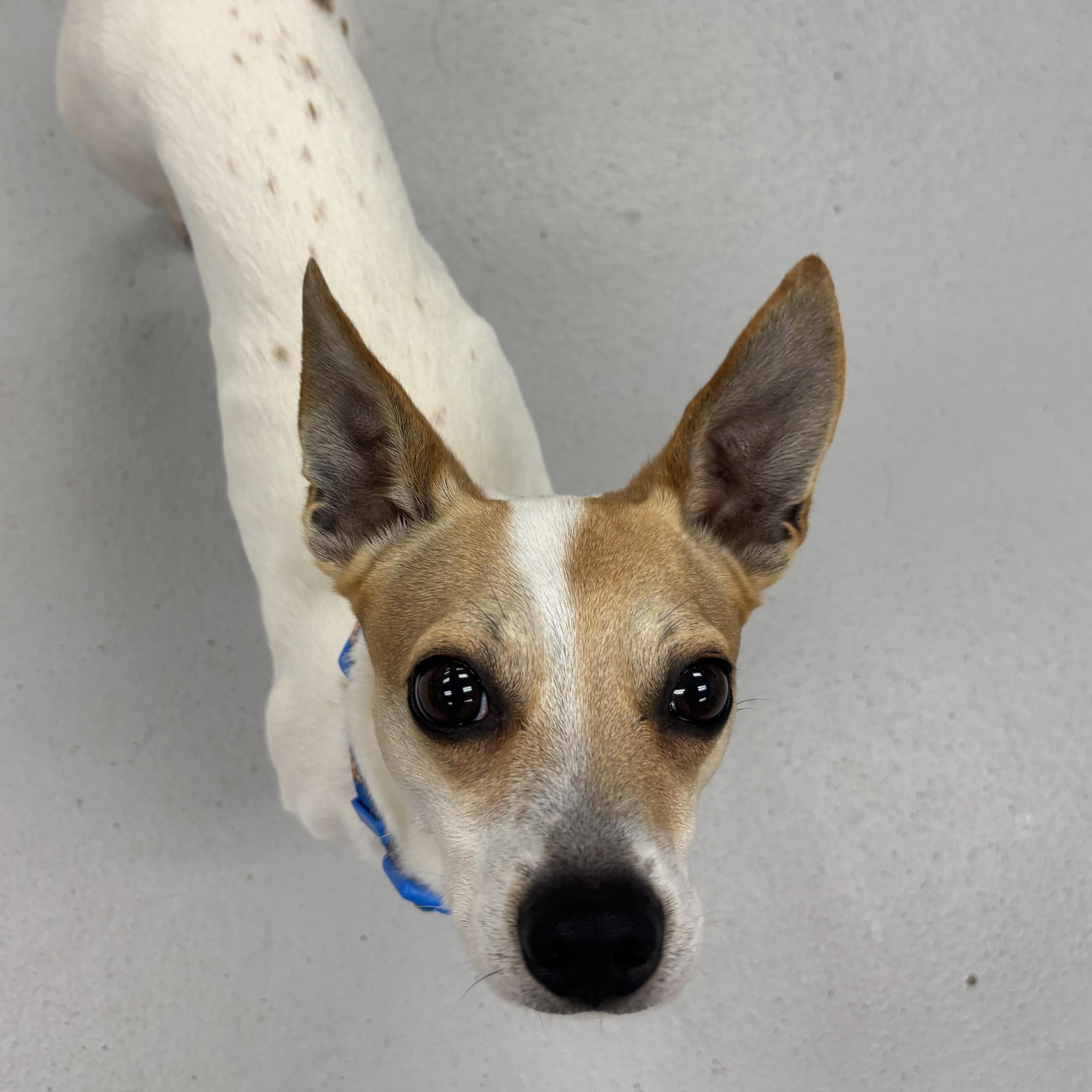 Enlarge Fig, a Adoptable mixed breed in Carneys Point, NJ image 6/6