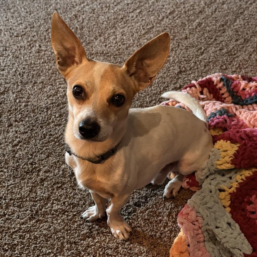 Enlarge Fig, a Adoptable mixed breed in Carneys Point, NJ image 3/6