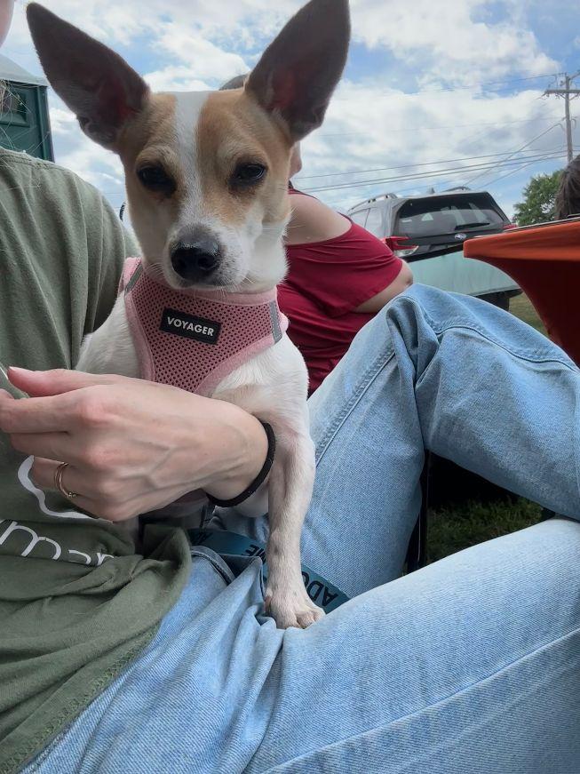Enlarge Fig, a Adoptable mixed breed in Carneys Point, NJ image 4/6