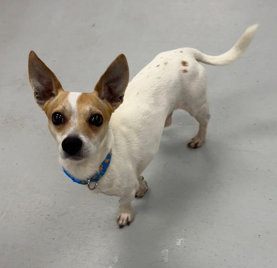 Fig, Adoptable, Adult Male Chihuahua.