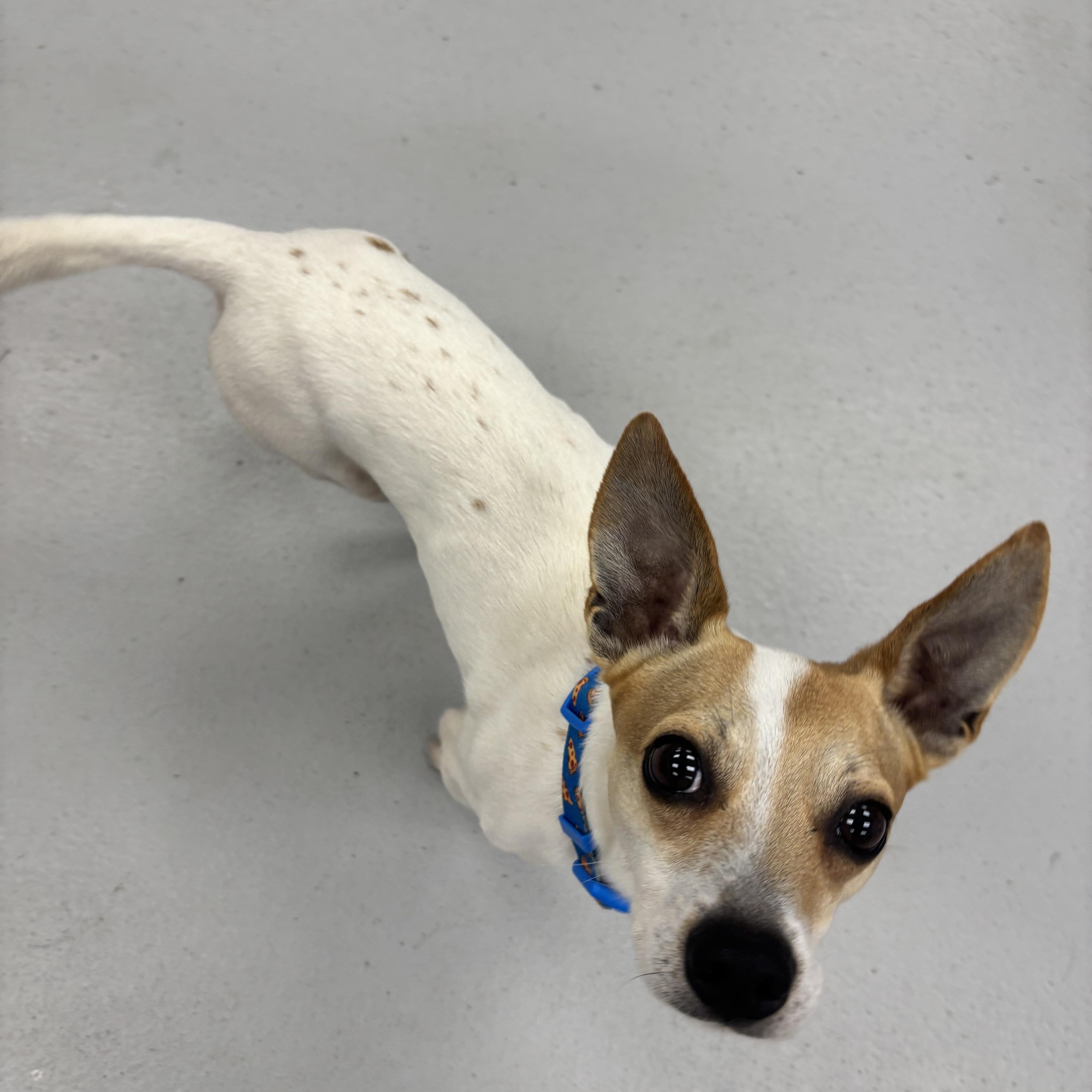 Enlarge Fig, a Adoptable mixed breed in Carneys Point, NJ image 5/6
