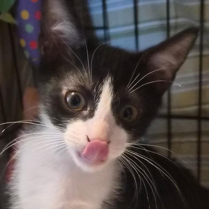 Mini bar, Adoptable, Kitten Male Domestic Short Hair & Domestic Short Hair.