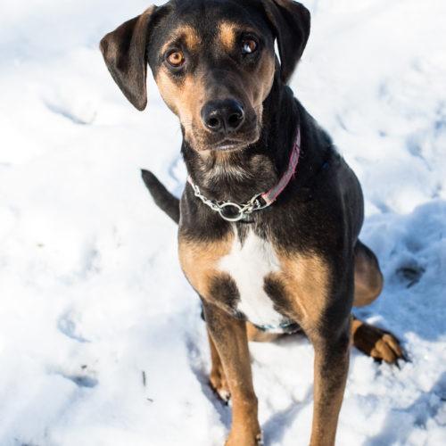 Leia, Adoptable, Adult Female Catahoula Leopard Dog & Mixed Breed.