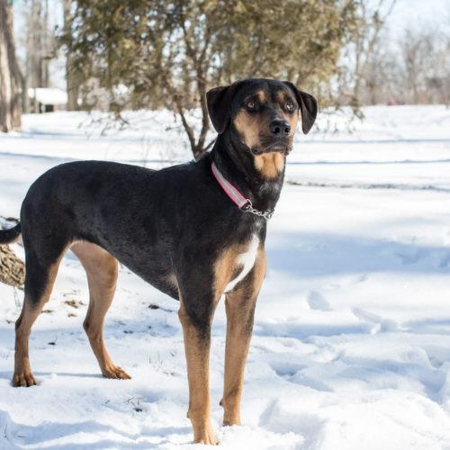 Enlarge Leia, a Adoptable mixed breed in Duart, ON image 3/3