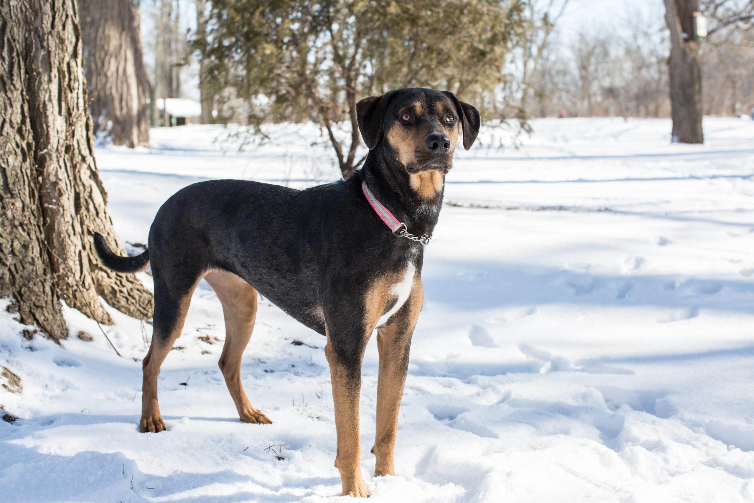 Enlarge Leia, a Adoptable mixed breed in Duart, ON image 3/3