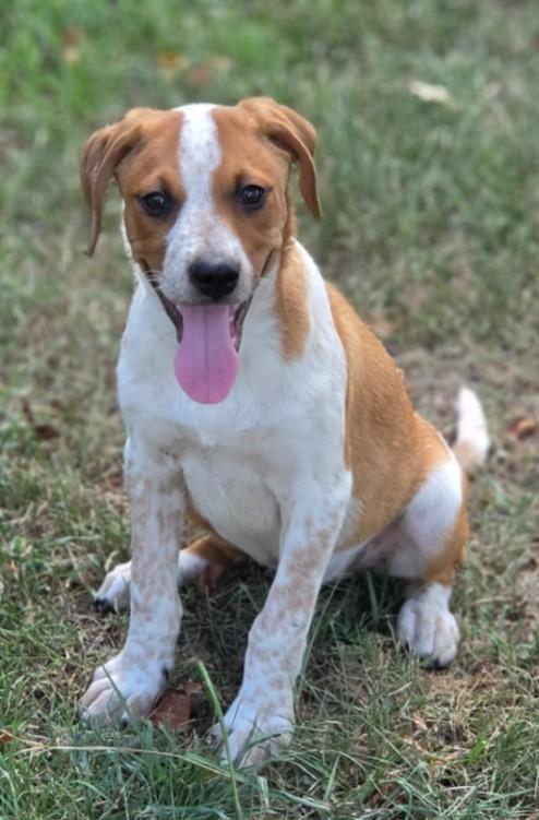 Enlarge Theodosia, a ADOPTABLE mixed breed in Enfield , CT image 2/3
