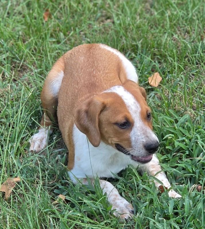 Enlarge Theodosia, a ADOPTABLE mixed breed in Enfield , CT image 3/3