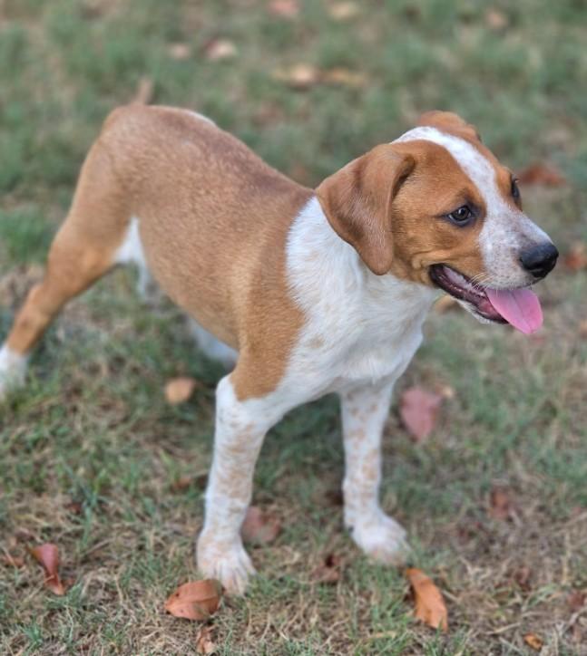 Theodosia, ADOPTABLE, Puppy Female Beagle & Australian Cattle Dog / Blue Heeler.