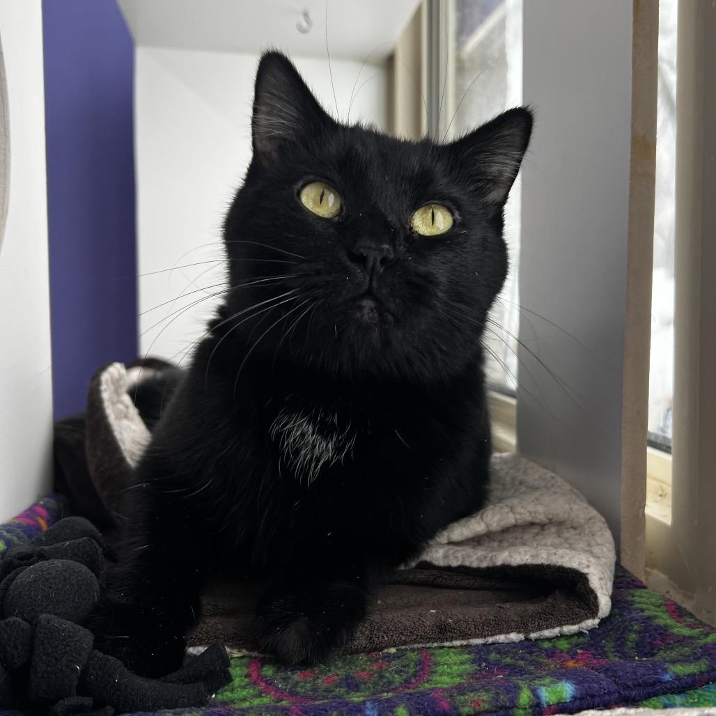 Magdalene, Adoptable, Adult Female Domestic Short Hair.