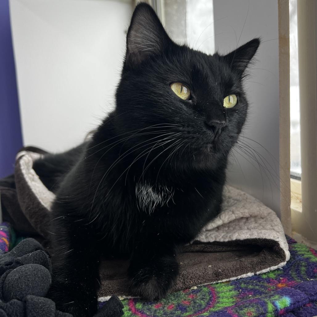 Enlarge Magdalene, a Adoptable Domestic Short Hair image 2/2