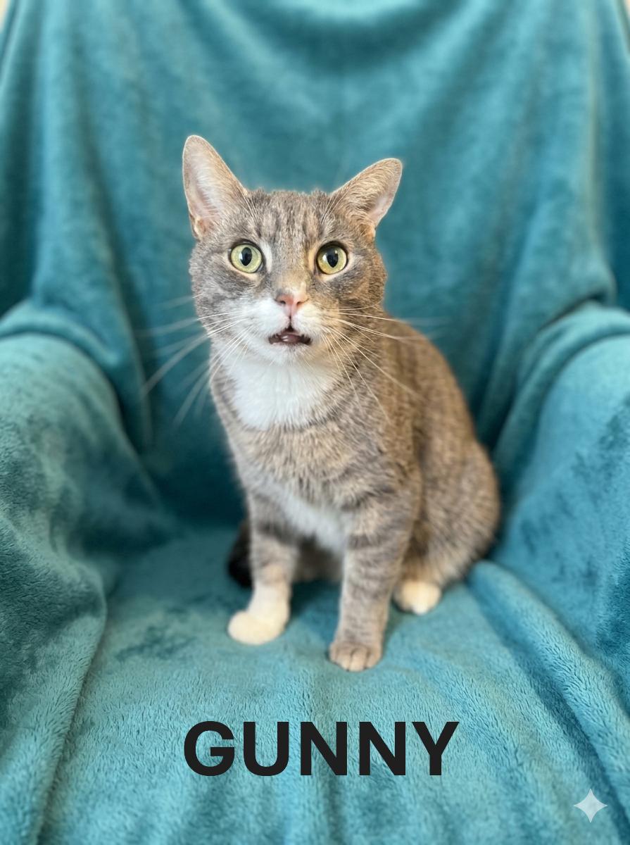 GUNNY, ADOPTABLE, Adult Male Tabby.
