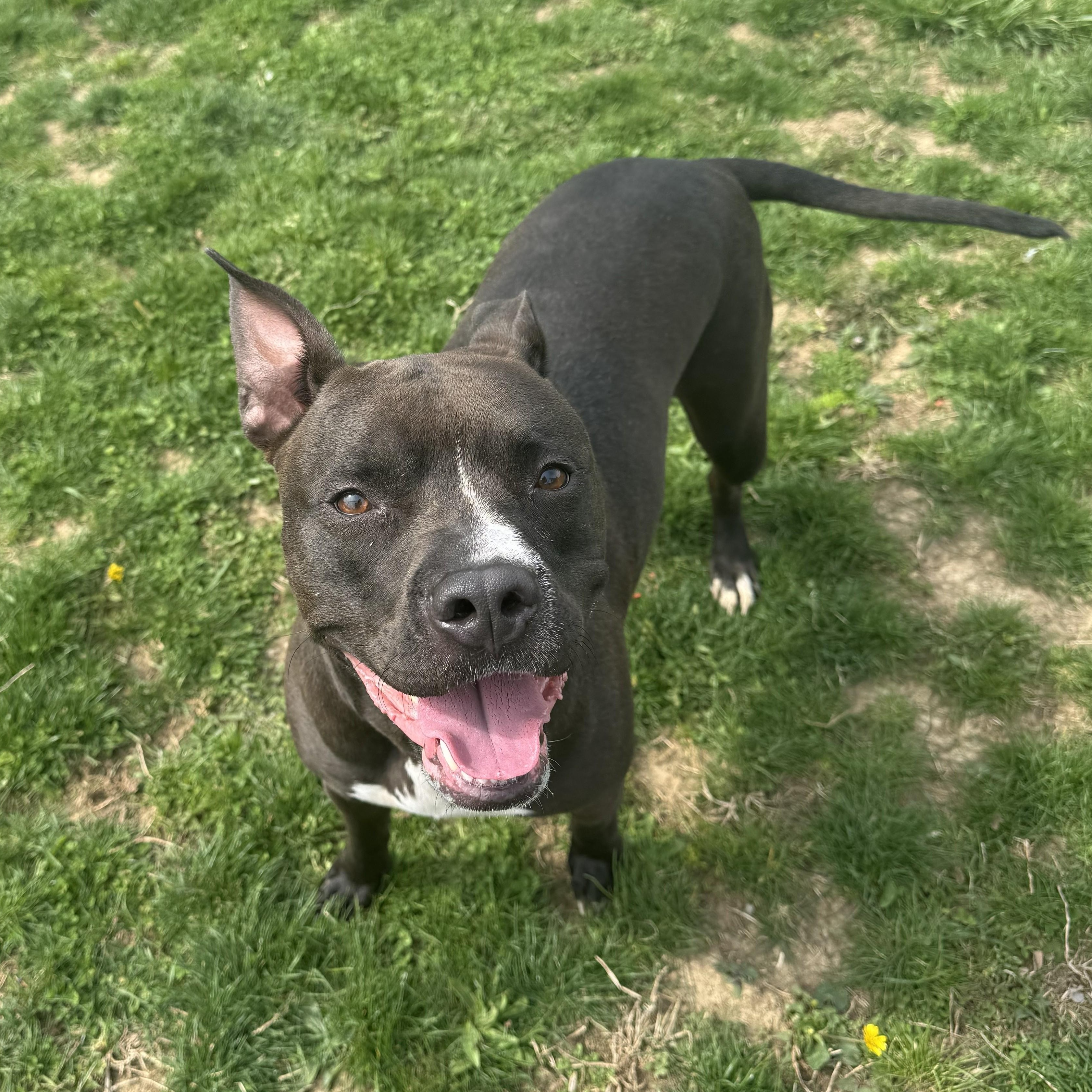 Enlarge Lolly , a ADOPTABLE Pit Bull Terrier in Xenia , OH image 1/5
