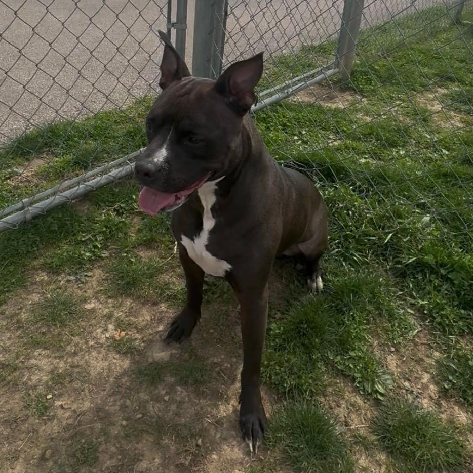 Enlarge Lolly , a ADOPTABLE Pit Bull Terrier in Xenia , OH image 2/5