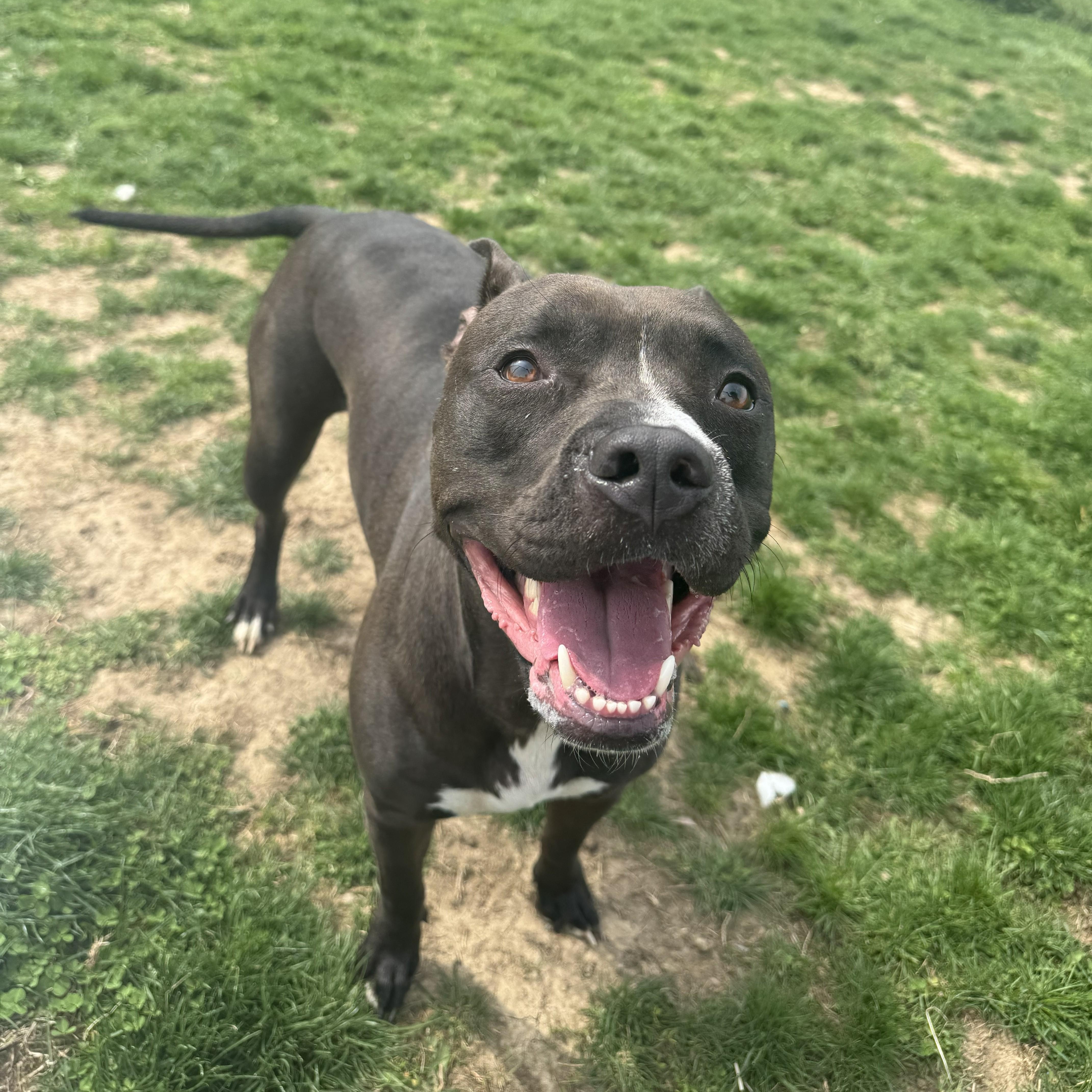 Enlarge Lolly , a ADOPTABLE Pit Bull Terrier in Xenia , OH image 4/5
