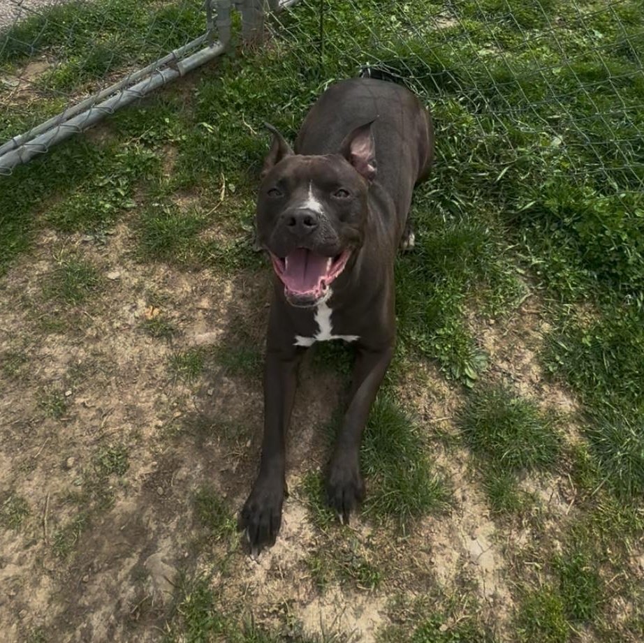 Enlarge Lolly , a ADOPTABLE Pit Bull Terrier in Xenia , OH image 3/5