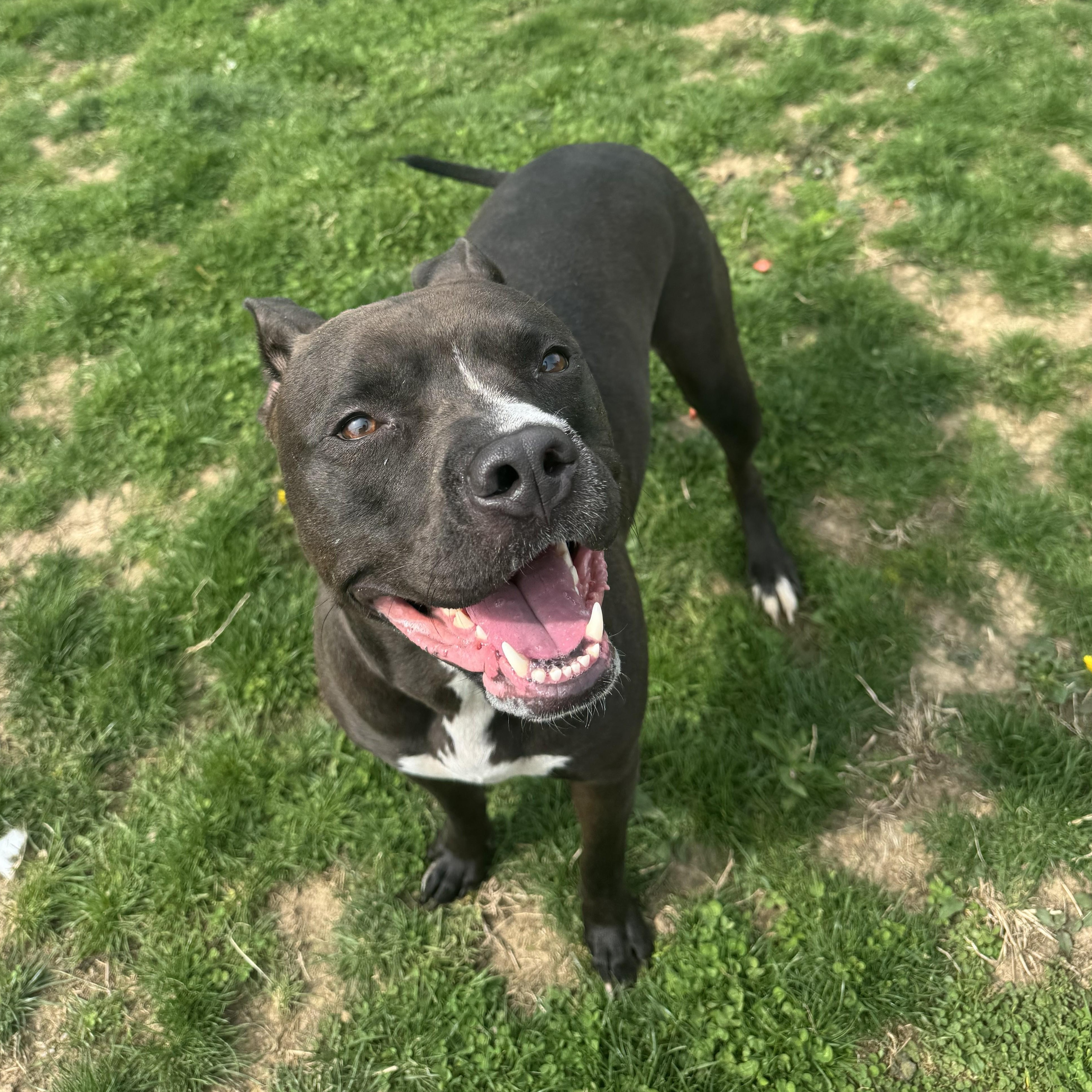 Enlarge Lolly , a ADOPTABLE Pit Bull Terrier in Xenia , OH image 5/5