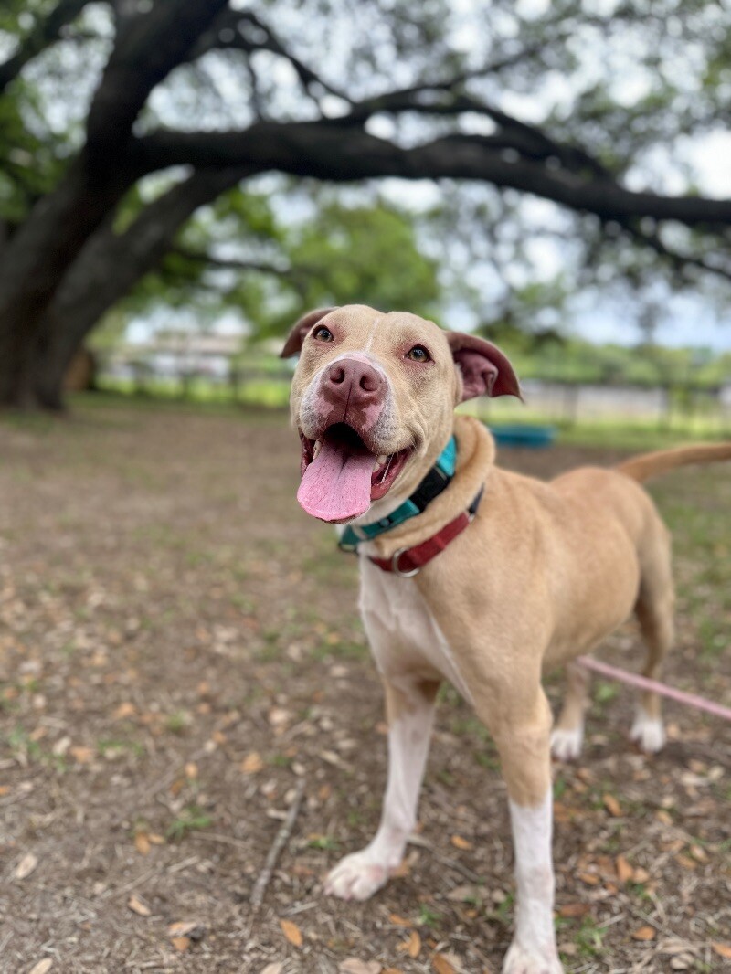 Dog for adoption Shrimp Barbie the Human Cuddlebug, a Pit Bull