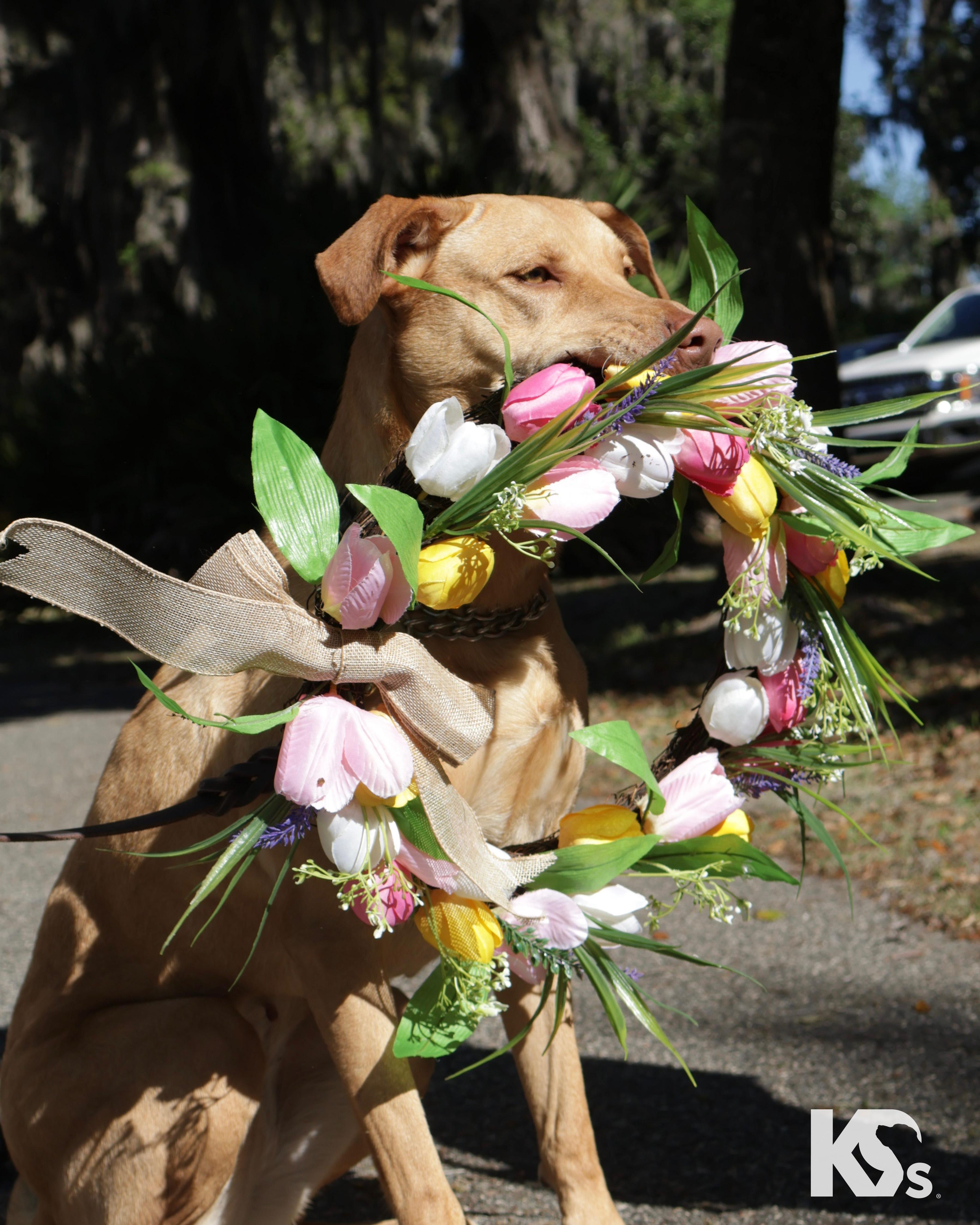 Enlarge Harley, a ADOPTABLE mixed breed in Ponte Vedra, FL image 5/6