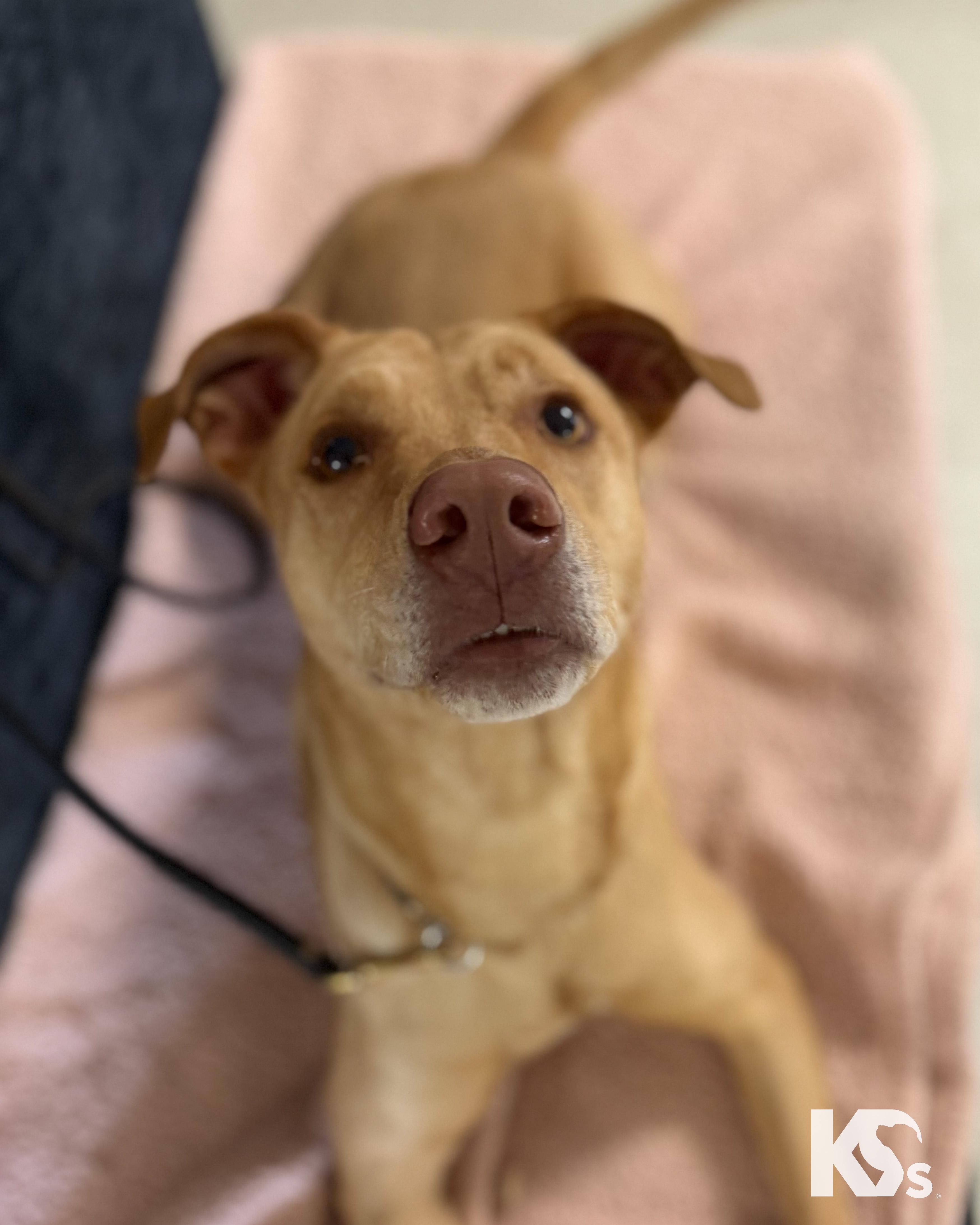 Enlarge Harley, an adopted mixed breed in Ponte Vedra, FL image 4/6