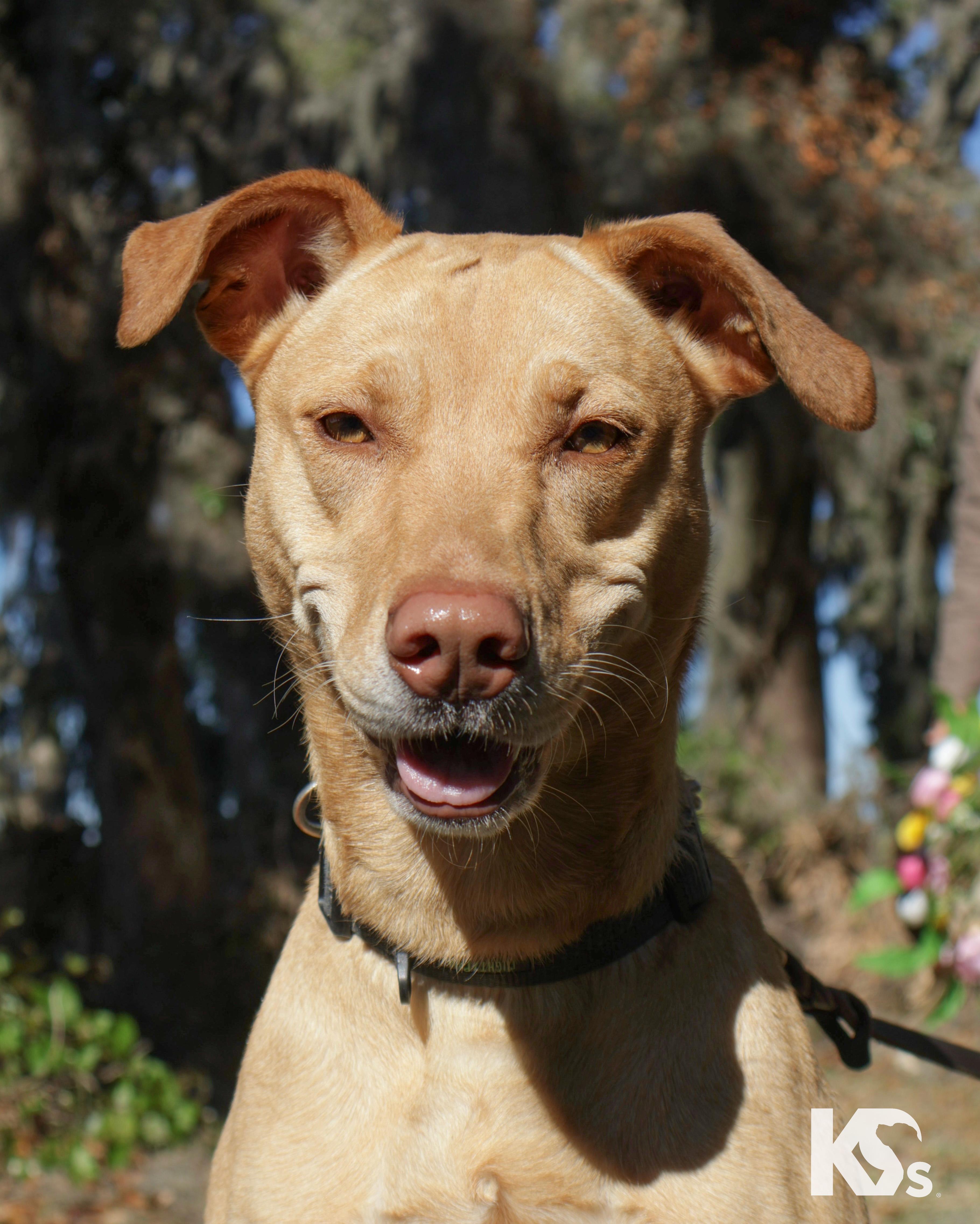 Enlarge Harley, a ADOPTABLE mixed breed in Ponte Vedra, FL image 4/6