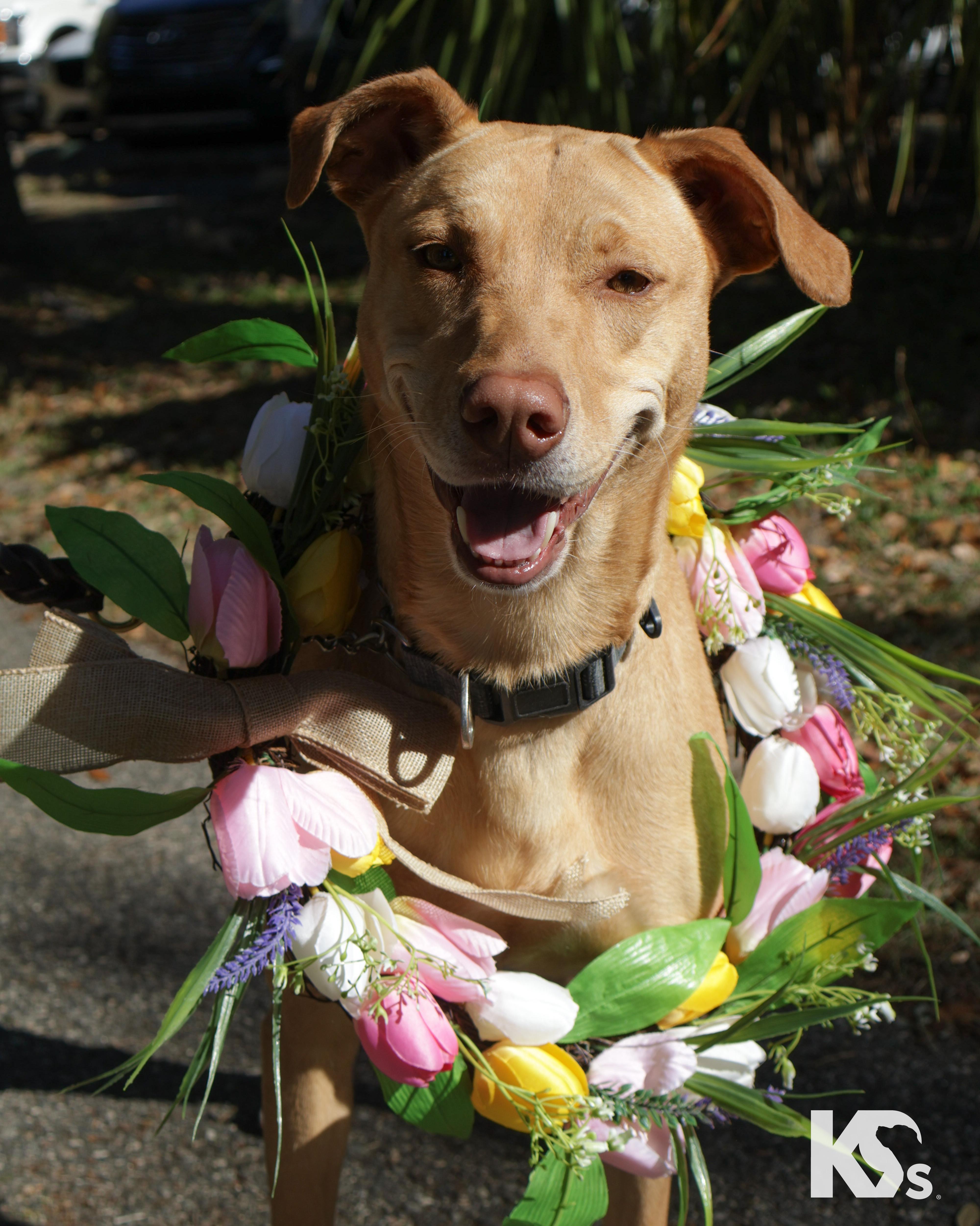 Harley, ADOPTABLE, Young Female Vizsla & Whippet.