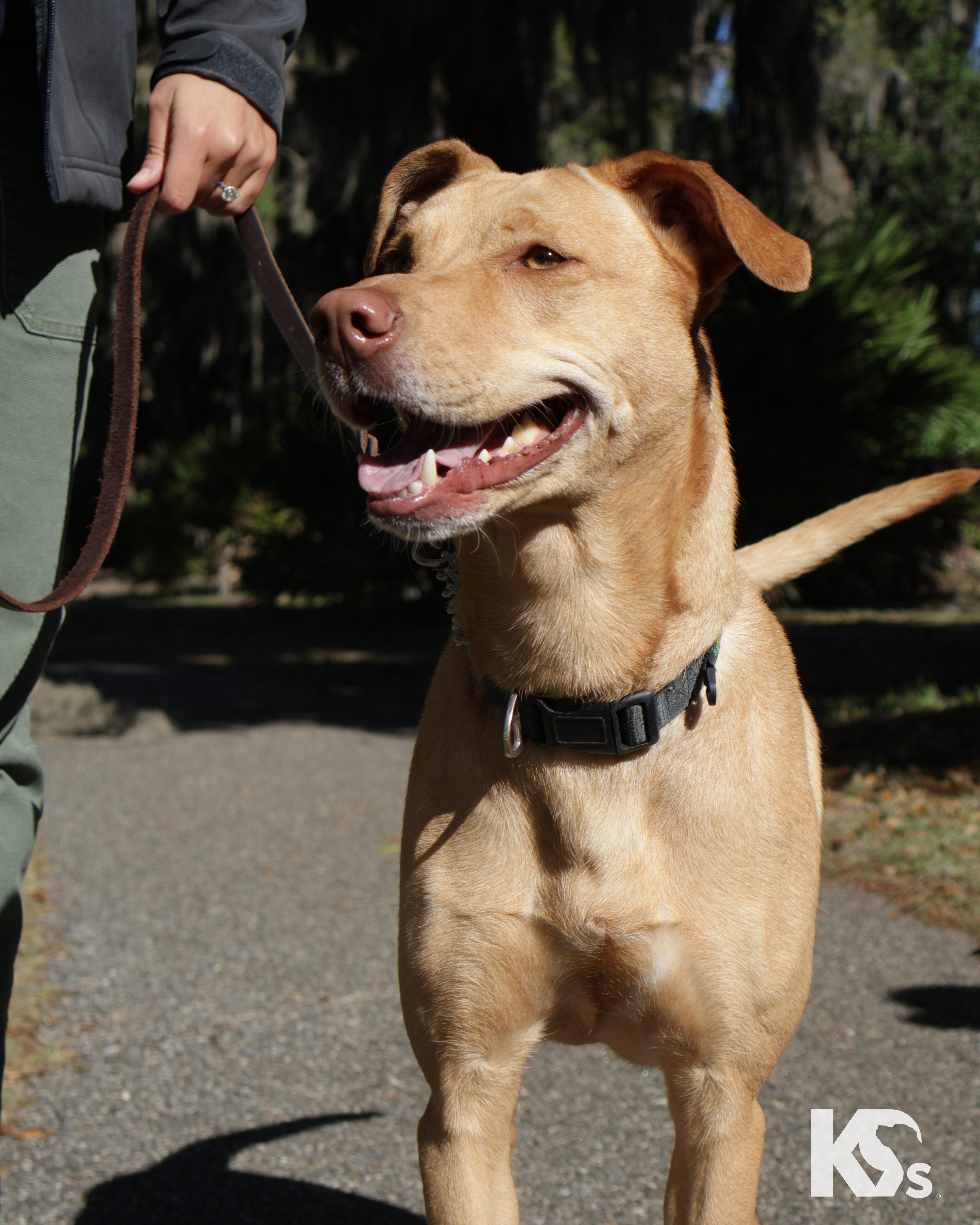 Enlarge Harley, a ADOPTABLE mixed breed in Ponte Vedra, FL image 6/6