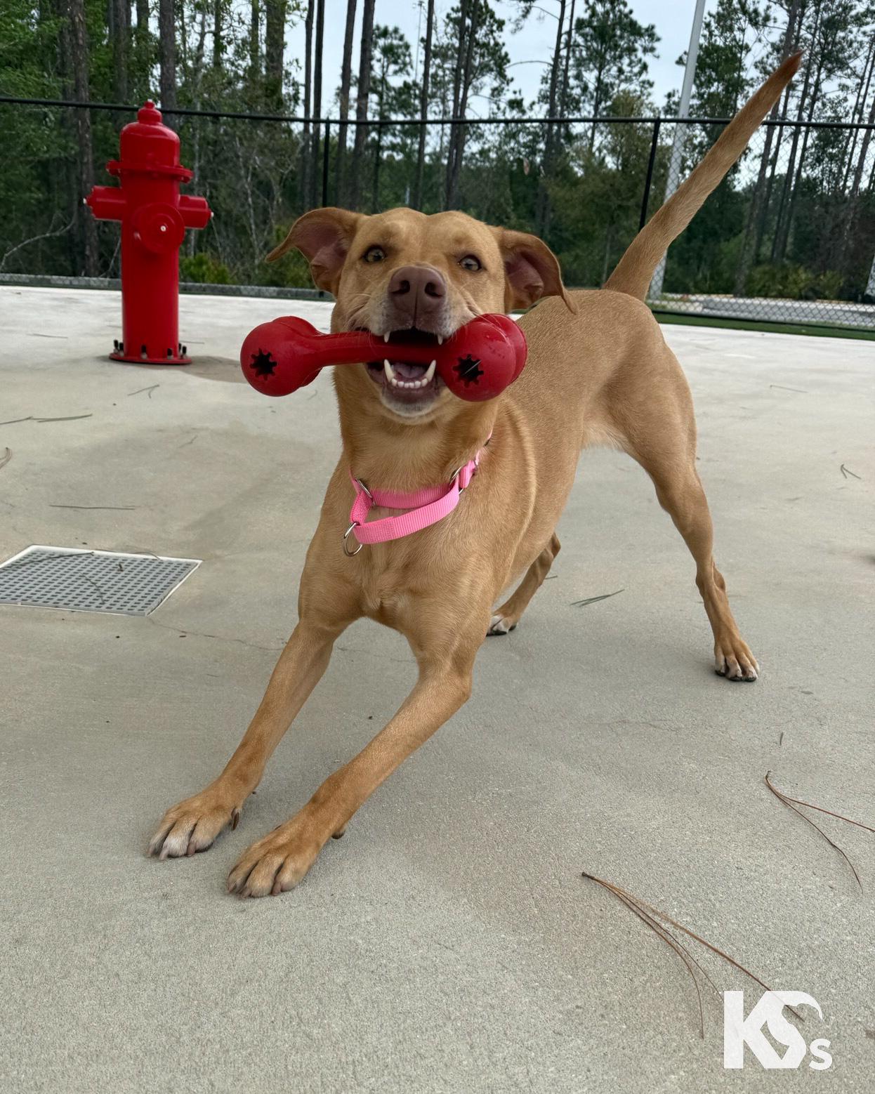 Enlarge Harley, an adopted mixed breed in Ponte Vedra, FL image 5/6