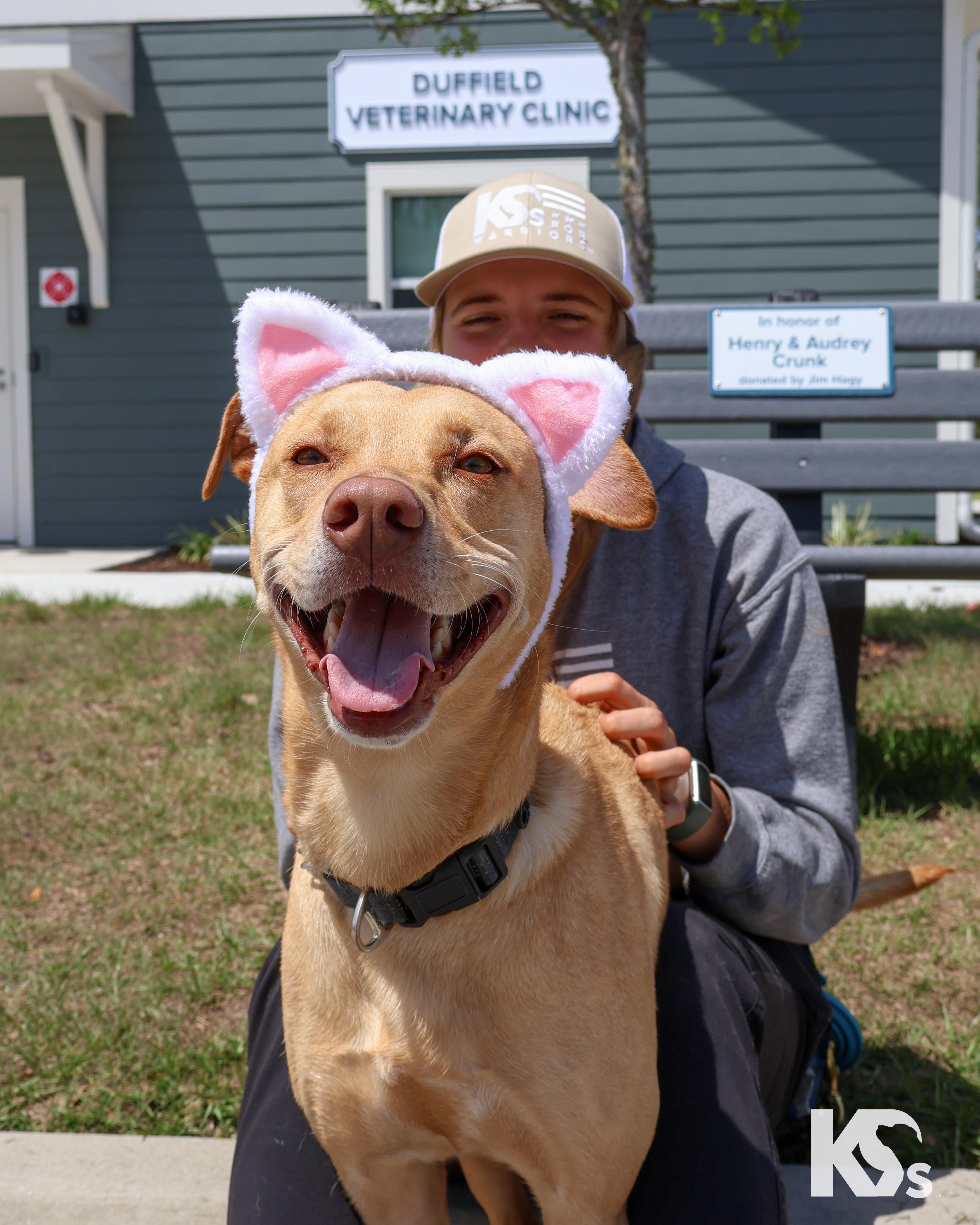 Enlarge Harley, an adopted mixed breed in Ponte Vedra, FL image 2/6