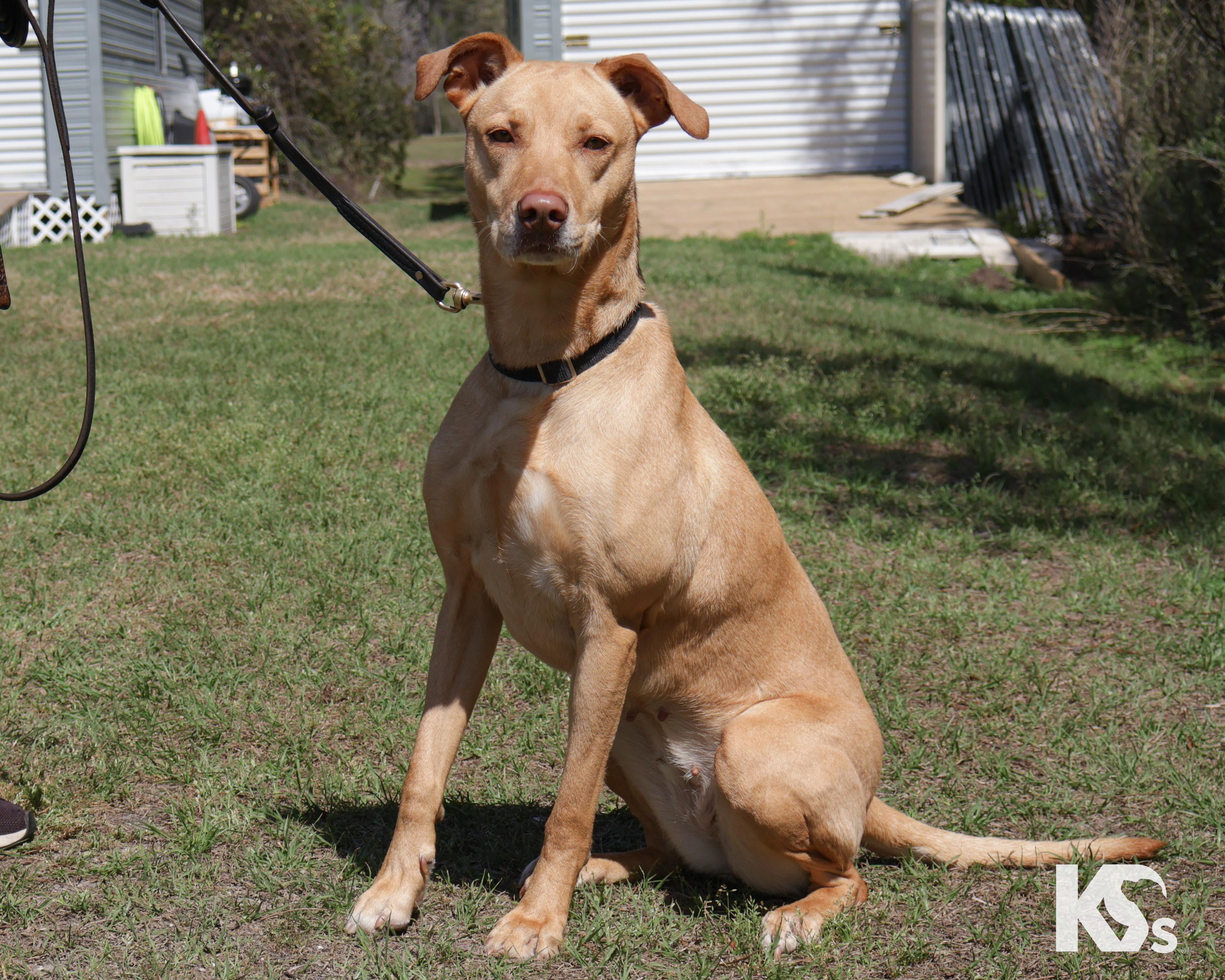 Enlarge Harley, an adopted mixed breed in Ponte Vedra, FL image 3/6