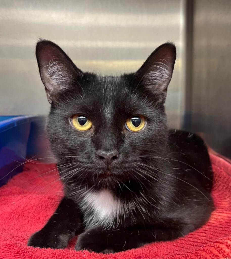 Sable, Adoptable, Adult Female Domestic Short Hair.