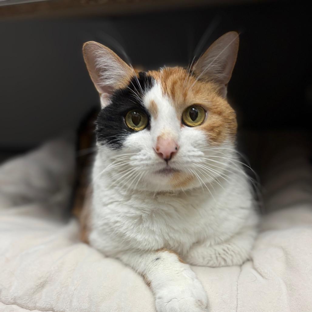 Kiwi, Adoptable, Adult Female Domestic Short Hair.