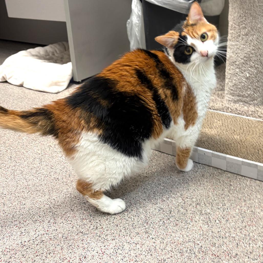 Enlarge Kiwi, a Adoptable Domestic Short Hair in Sarasota, FL image 2/6