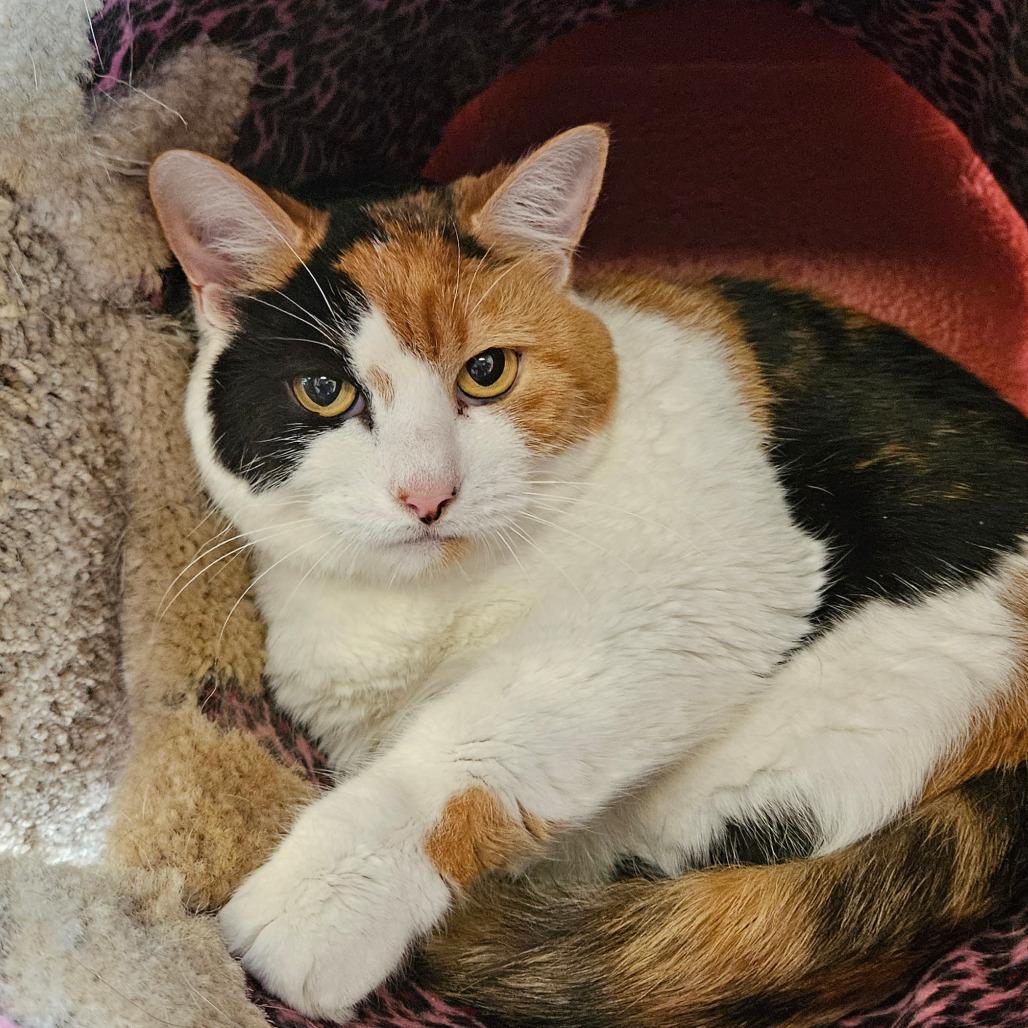Enlarge Kiwi, a Adoptable Domestic Short Hair in Sarasota, FL image 3/6