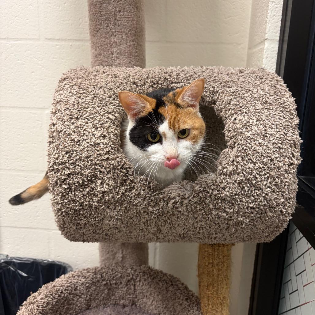 Enlarge Kiwi, a Adoptable Domestic Short Hair in Sarasota, FL image 4/6