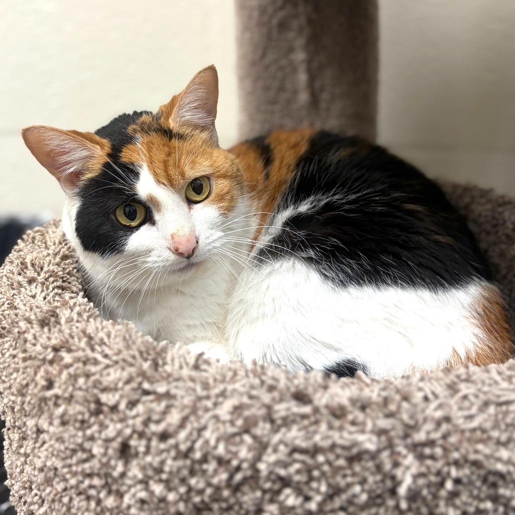 Enlarge Kiwi, a Adoptable Domestic Short Hair in Sarasota, FL image 5/6
