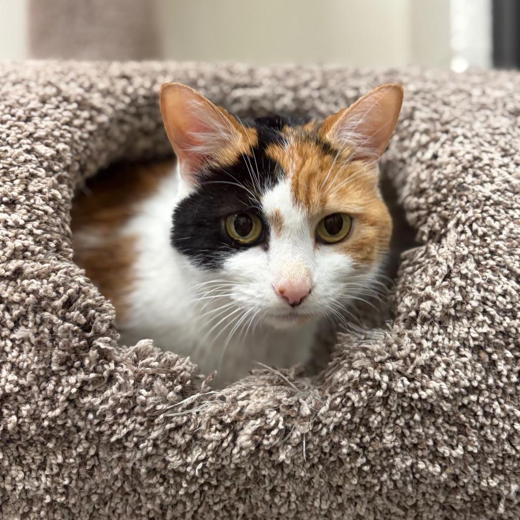 Enlarge Kiwi, a Adoptable Domestic Short Hair in Sarasota, FL image 6/6