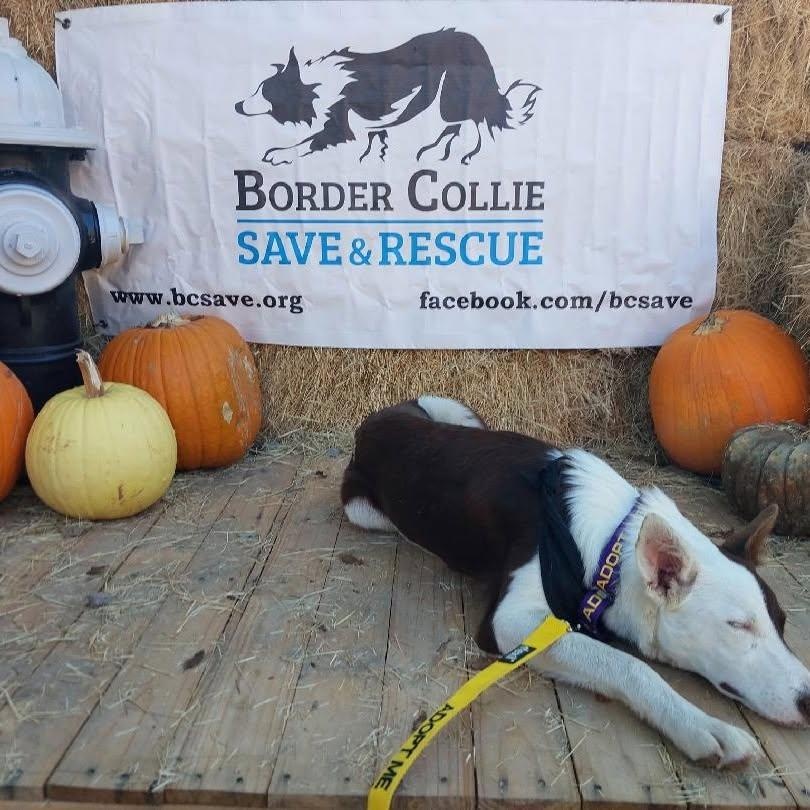 Enlarge Wrangler, a Adoptable Border Collie in Dallas, TX image 4/6