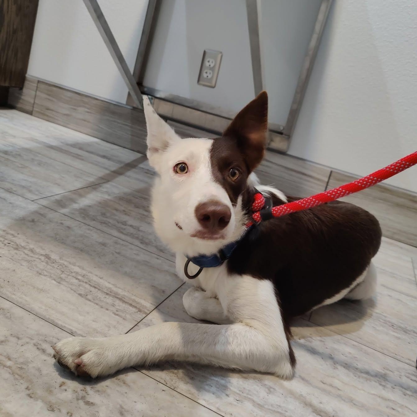 Enlarge Wrangler, a Adoptable Border Collie in Dallas, TX image 1/6