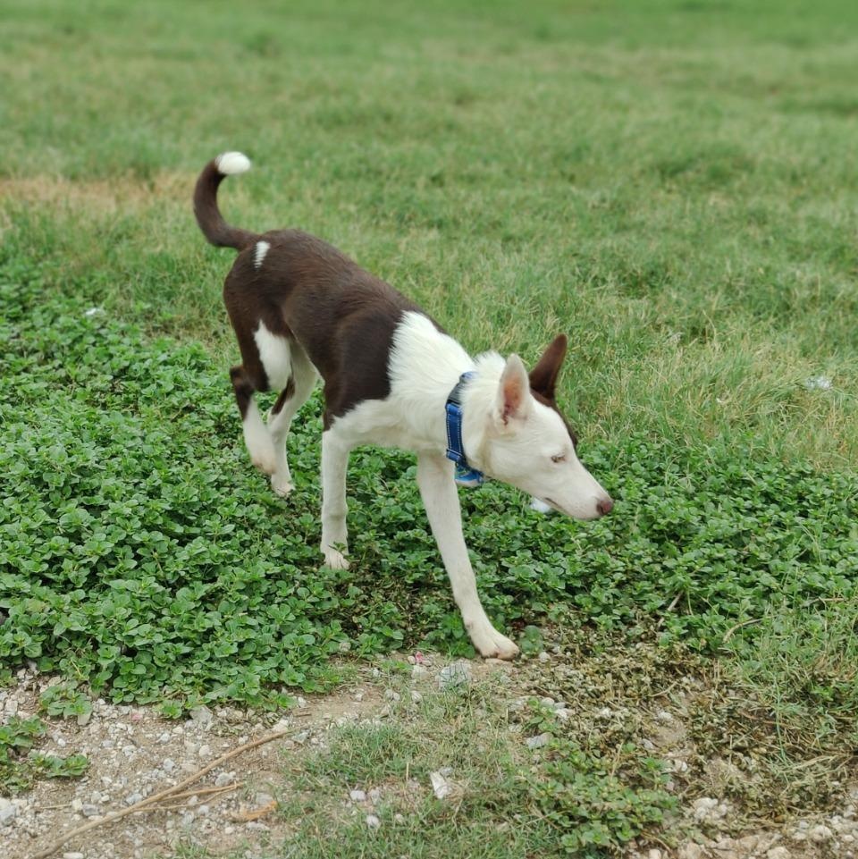 Enlarge Wrangler, a Adoptable Border Collie in Dallas, TX image 5/6