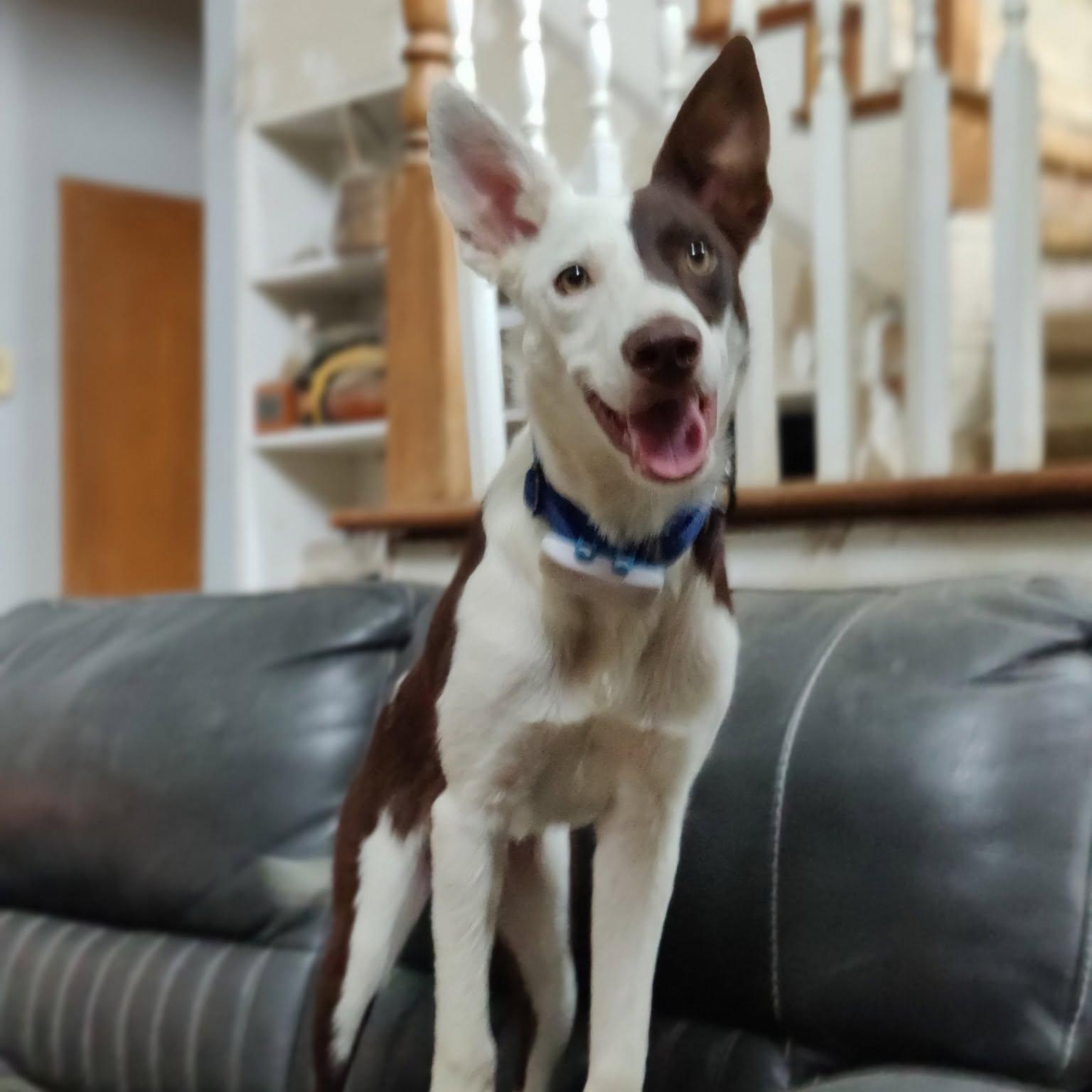 Enlarge Wrangler, a Adoptable Border Collie in Dallas, TX image 6/6